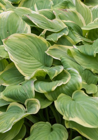 ХОСТА Fragrant Bouquet